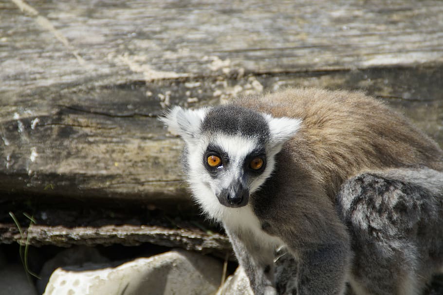 ring tailed lemur, prosimian, lemur catta, striped, animal