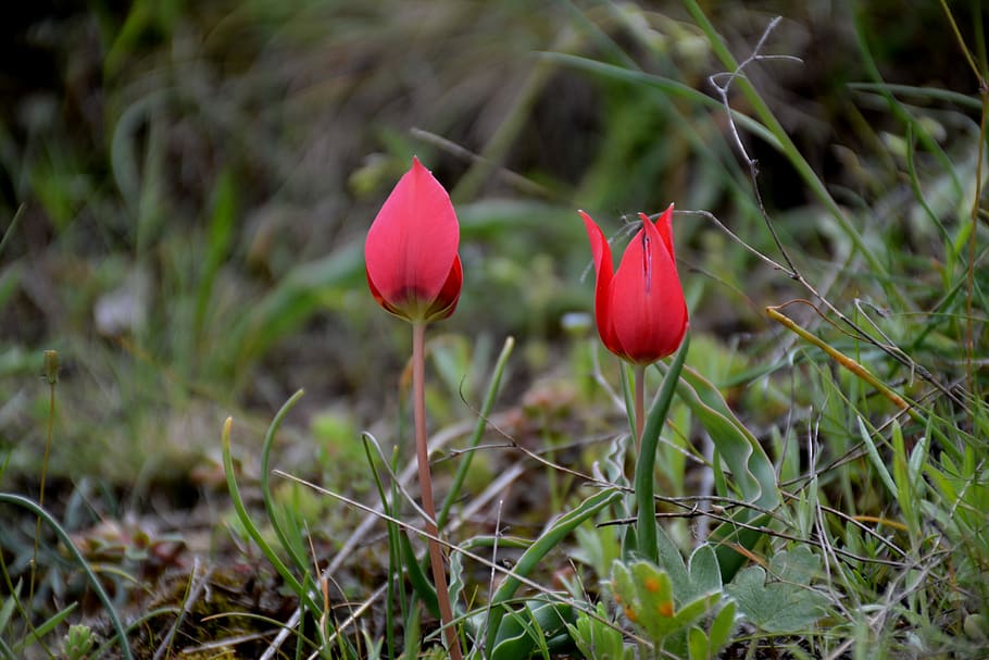 Turkey, Gümüşhane, Süleymaniye, Spring, anemon manisa, red, HD wallpaper