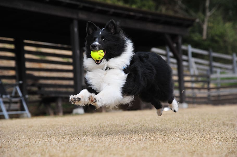adult black and white border collie running on the field, dog HD wallpaper