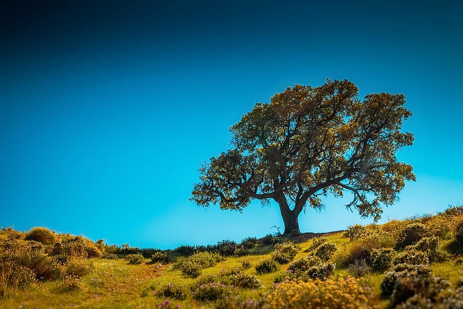 tree, sunbeams, nature, landscape, sky, light, meadow, horizontal plane HD wallpaper