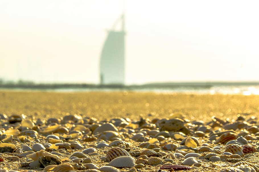dubai, beach, shells, sea, sand, scallop, seashell, the coast HD wallpaper