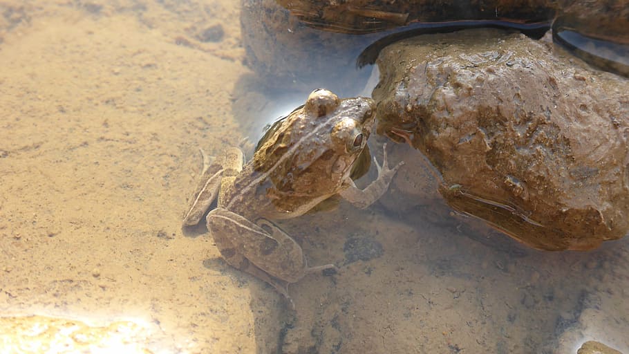 frog, river, cam, amphibian, camouflage, animal, nature, wildlife HD wallpaper