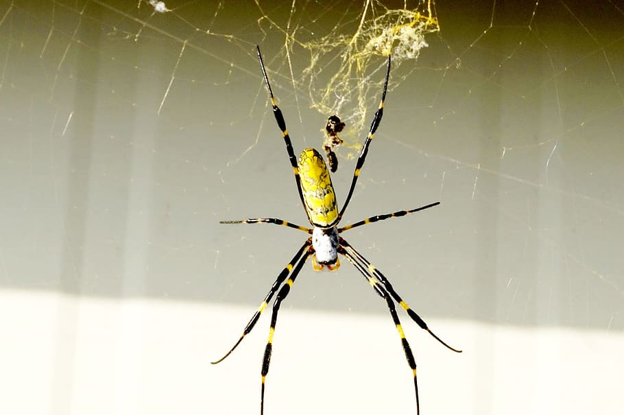 spider, yellow, splendor, arachnid, arthropod, fragility, spider web HD wallpaper