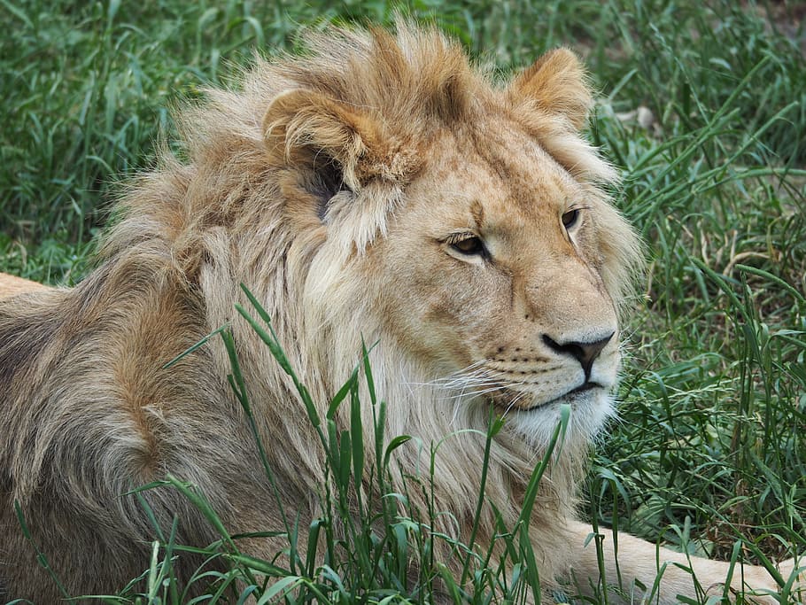 close-up photo of lion lying on grass, king, rest, boss, lion - Feline HD wallpaper