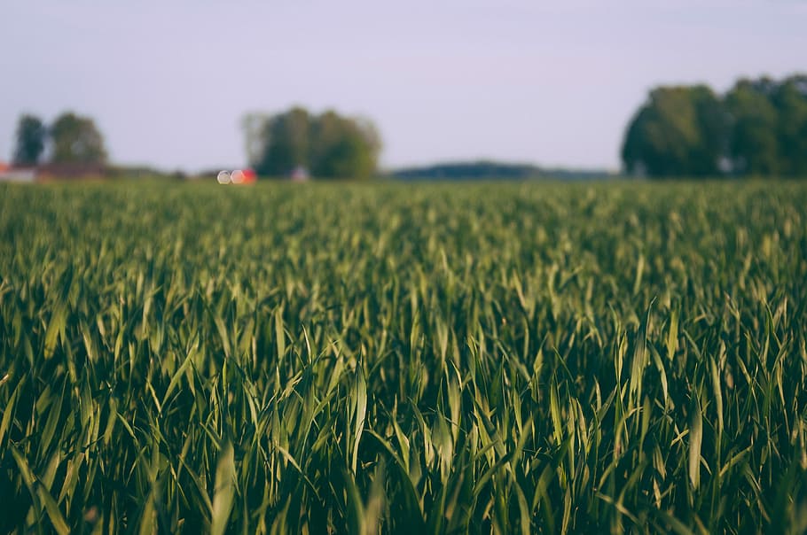 close-up photography of green grass field, grass field photography HD wallpaper
