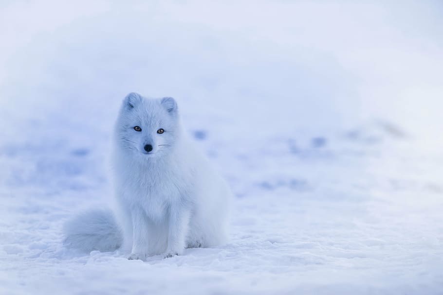 white fox, iceland, arctic fox, animal, wildlife, cute, winter, HD wallpaper