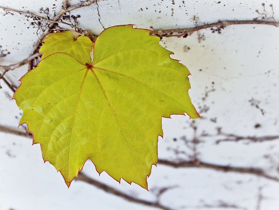 wine leaf, green leaf, wall, plant, white, nature, spring, plant part HD wallpaper