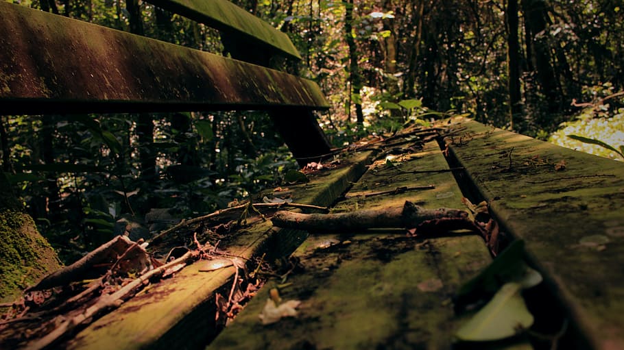 leaf, fall, old, bench, forest, tree, wood - material, no people HD wallpaper