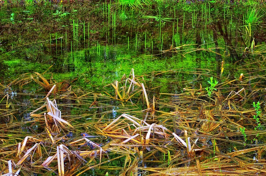 Spring, Reed, Swamp, Lake, Nature, reflection, water, outdoors HD wallpaper