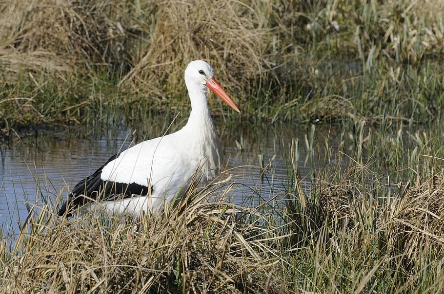 stork, bird, normandy, animal themes, animals in the wild, animal wildlife HD wallpaper