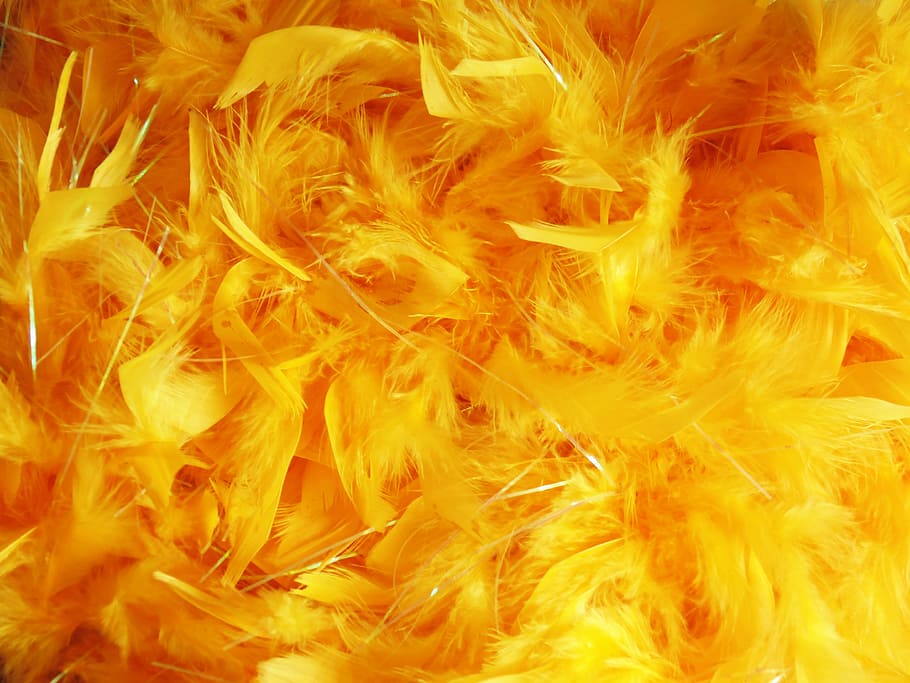 orange and yellow feather lot, feathers, background image, texture, HD wallpaper