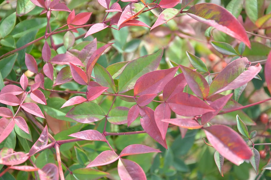 leaves, hedge, redhead, plant part, leaf, growth, beauty in nature HD wallpaper