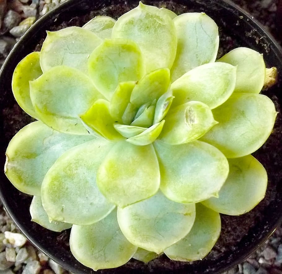 succulent, small, green, pot, plant, green color, succulent plant HD wallpaper