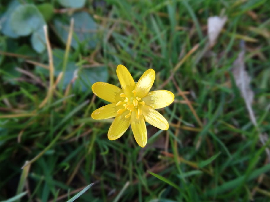 yellow star, spring, flower, nature, bloom, plant, fragility HD wallpaper