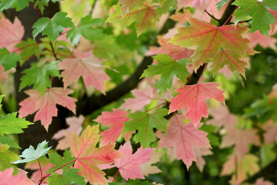 acer, leaves, colour, maple, leaf, tree, nature, foliage, green, HD wallpaper