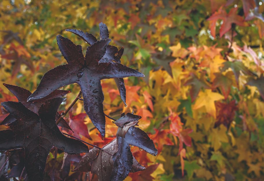 autumn, background, leaf, fall, season, fall leaves background HD wallpaper