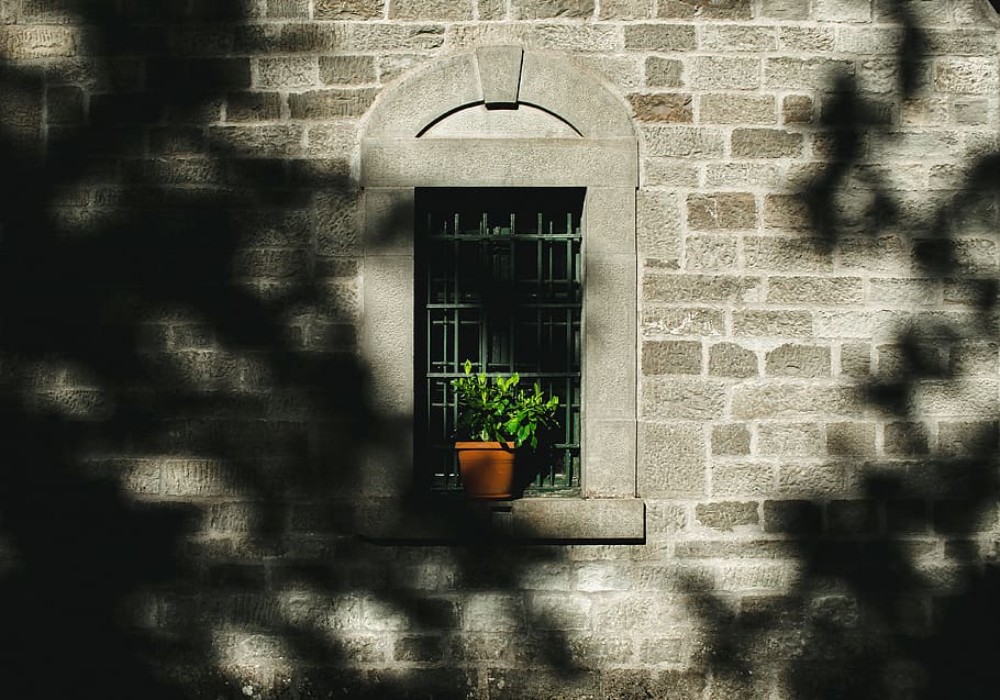 potted green leaf plant on window, green potted plant inside window HD wallpaper