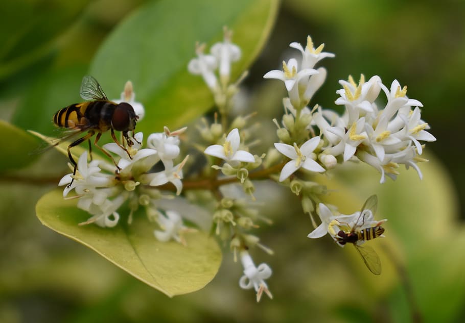 bee, bees, flower, pollen, flowering plant, insect, invertebrate HD wallpaper