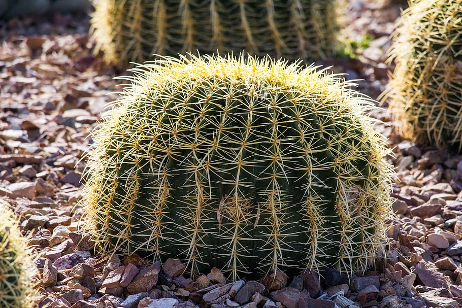 cactus, spine, sharp, nature, desert, succulent plant, thorn HD wallpaper