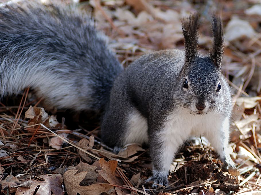 grey and white squirrel on ground with withered leaves, nature HD wallpaper