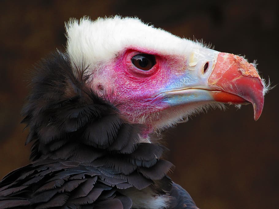 eagle, sky, pen, bird, animal themes, vertebrate, beak, close-up HD wallpaper