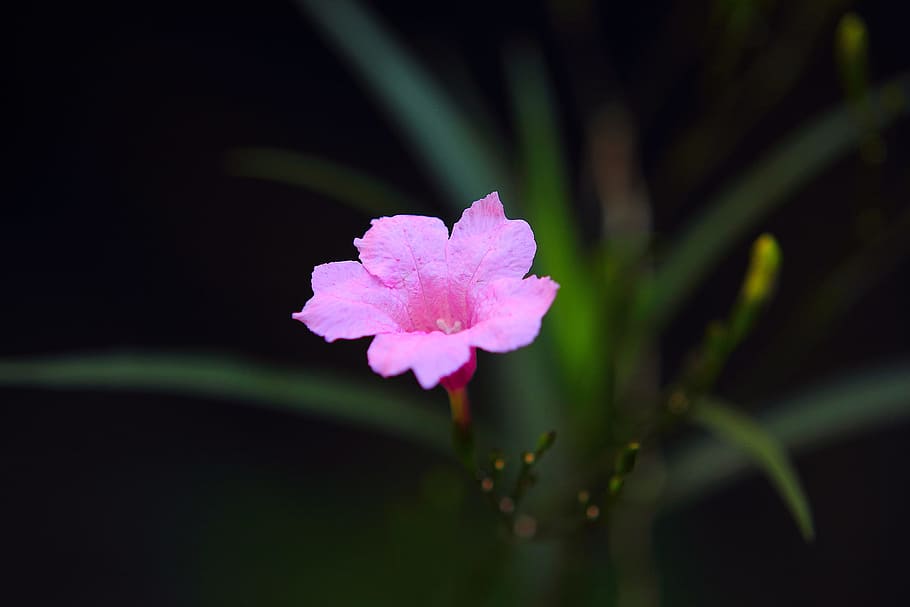 nature, petals, plant, blur, beautiful, bloom, blooming, blossom HD wallpaper