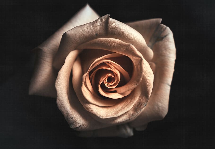petals, plant, flower, rose, bloom, blossom, flora, rose - flower HD wallpaper