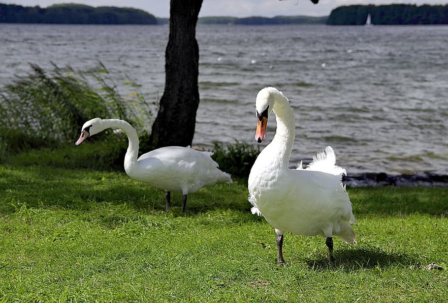 swan, swans, case, beach, grass, bird, amp shipping, white HD wallpaper