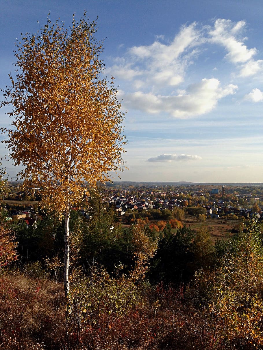 Olkusz, Poland, Tree, Landscape, Autumn, nature, change, scenics HD wallpaper