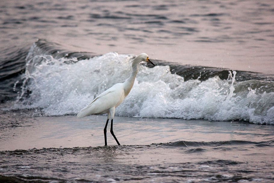 park, tayrona, st, marta, colombia, beach, water, animal themes HD wallpaper