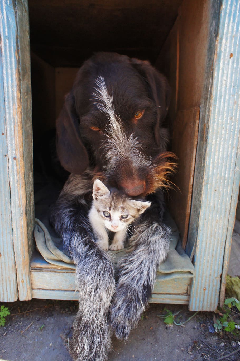 German shorthaired sale pointer with cats