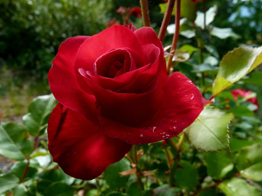 pink, red, flower, macro, nature, garden, blossomed, flowering HD wallpaper
