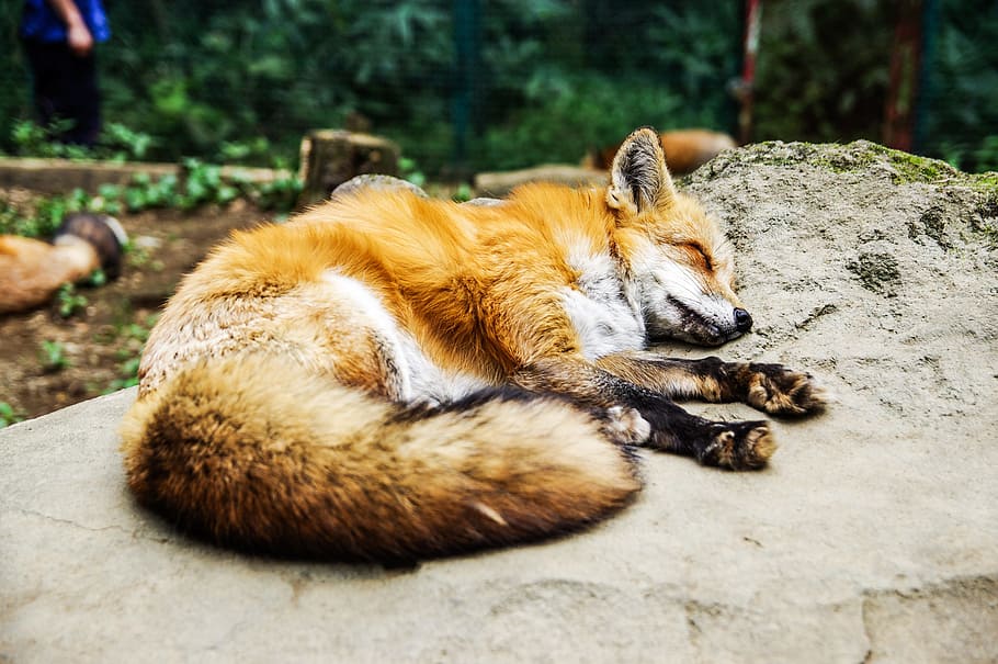 red fox lying on stone, animal, sleep, sleeping, cute, mammal HD wallpaper