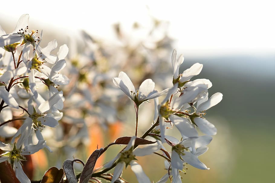 amelanchier, tree, blossom, bloom, inflorescence, spring, branch HD wallpaper