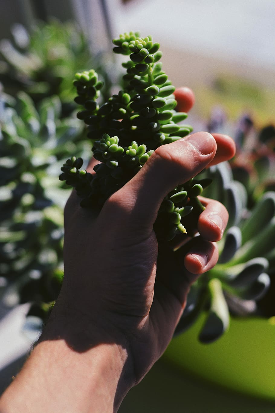 person holding green leafed plants, person holding green plants HD wallpaper