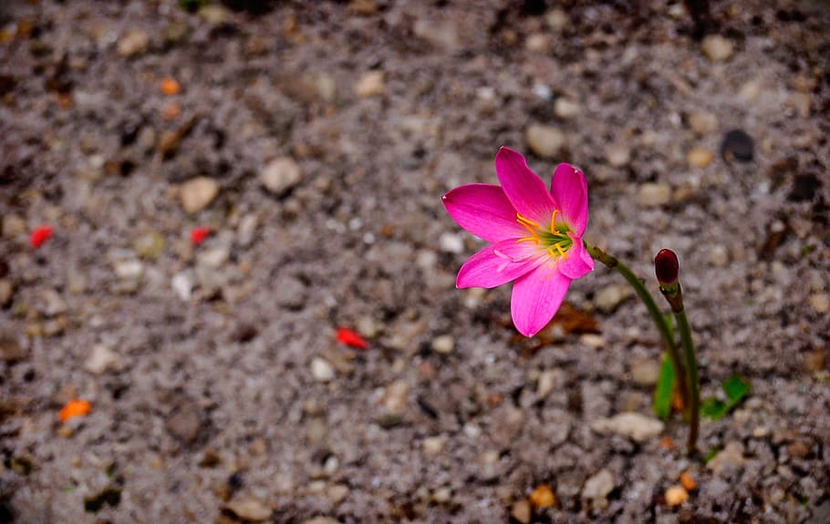 Jonquil, Flower, Garden, petal, pink color, fragility, close-up, HD wallpaper