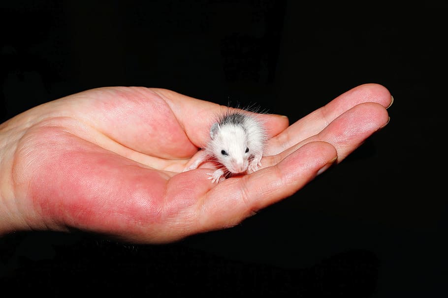 Mouse, Small, Mastomys, young, baby, helpless, trust, new born HD wallpaper