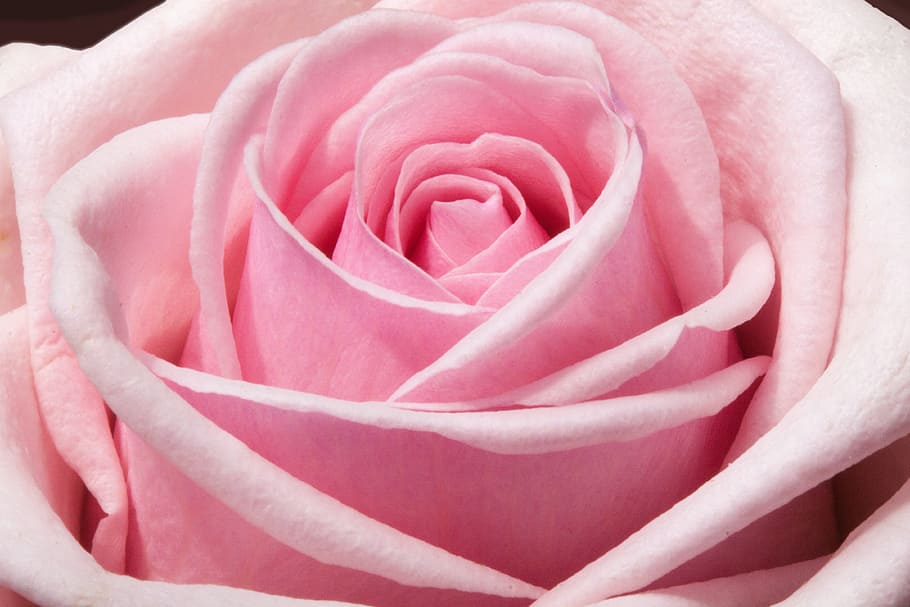 pink rose flower in close up photography, composites, flowers HD wallpaper