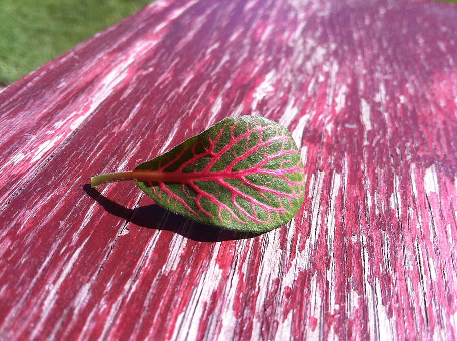 foliage, plant, table, close-up, nature, no people, plant part HD wallpaper