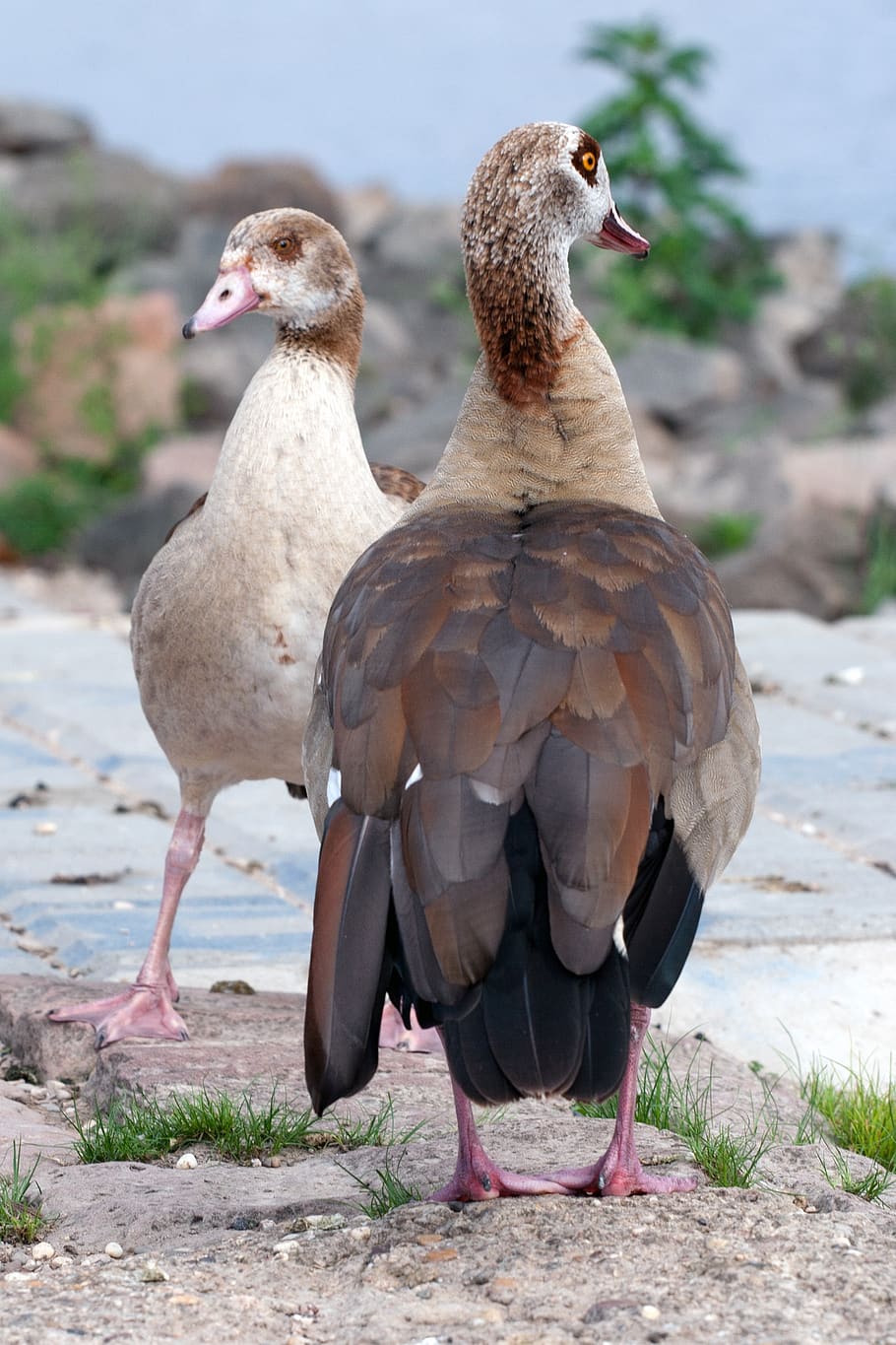 wild, nilgans, widgans, river, bird, group of animals, animal themes HD wallpaper