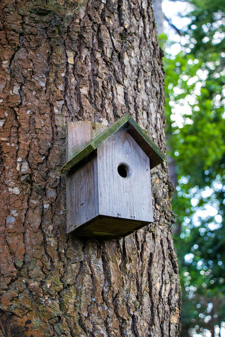 bird box, tree, tree trunk, birdhouse, plant, hole, focus on foreground HD wallpaper