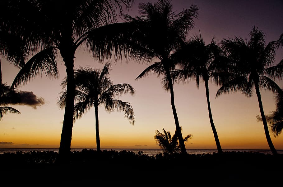Sunset, Hawaii, Palm, Palms, palm trees, horizon, setting, silhouette HD wallpaper