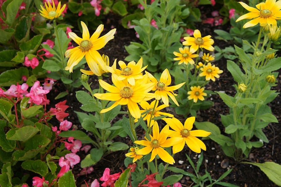 Yellow, Flower, Plant, Spring, Summer, green, nature, blossom HD wallpaper