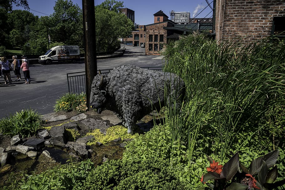 Buffalo Statue at Buffalo Trace Distillery, Kentucky, bourbon, HD wallpaper