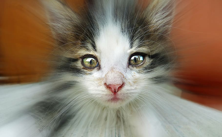 cat, rays, animal, mieze, adidas, face, portrait, light effect HD wallpaper