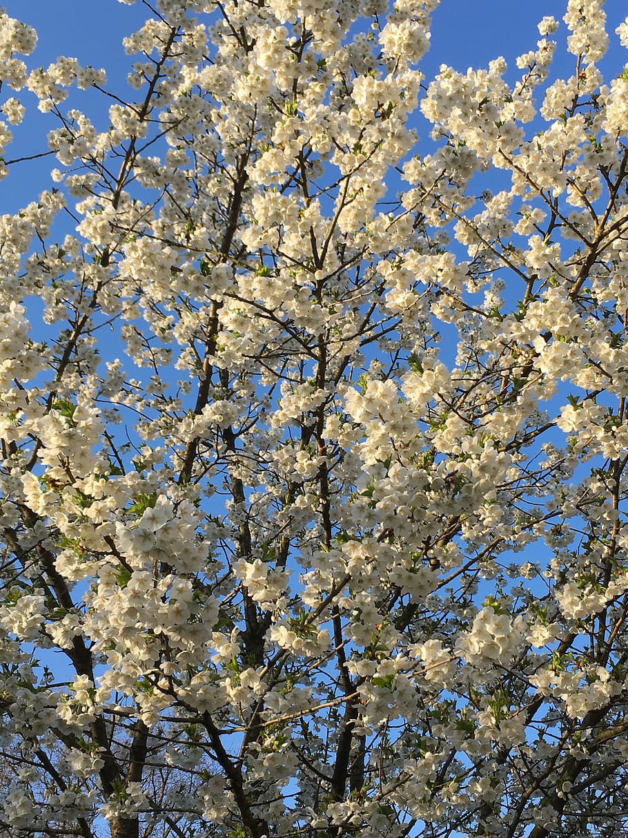 spring, blossom, bloom, branches, white, white blossoms, tree HD wallpaper
