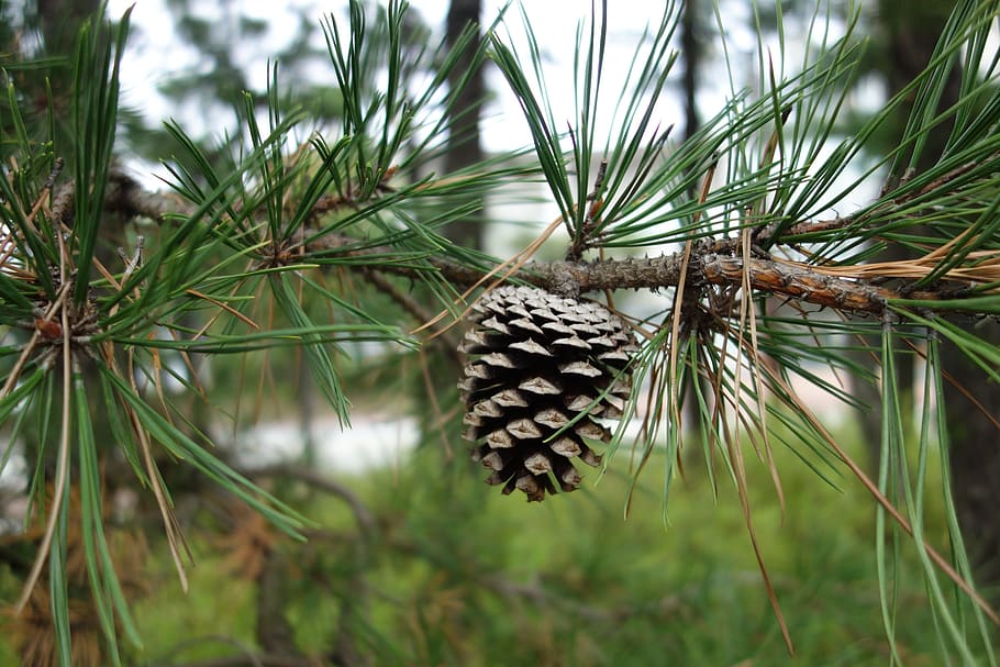 Pine Cone, Pine, Wood, nature, day, one animal, outdoors, growth HD wallpaper