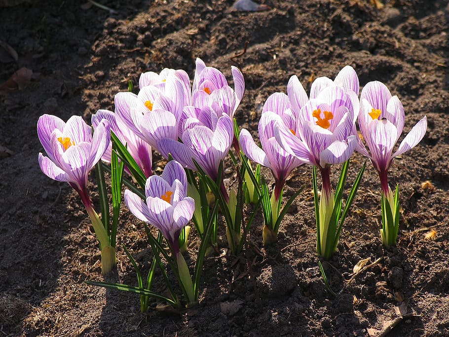 crocus, cold, flower, spring, bloom, pale lilac flower, garden HD wallpaper