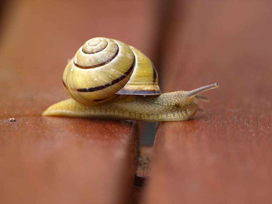 snail, shell, mollusk, slowly, gastropod, animal, animal wildlife HD wallpaper