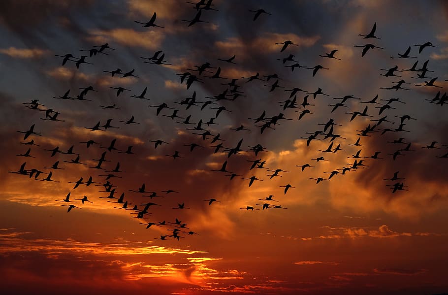 flock of birds flying during sunset, flamingos, swarm, nature, HD wallpaper
